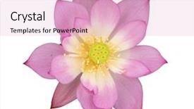  Presentation with lotus - Colorful presentation theme enhanced with efflorescence - lotus on isolated white background backdrop and a lemonade colored foreground