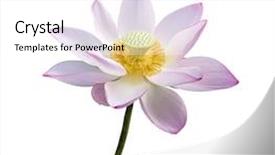  Presentation with lotus - Cool new PPT theme with efflorescence - lotus on isolated white background backdrop and a white colored foreground