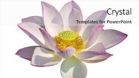  Presentation with white lotus flower - Beautiful presentation theme featuring efflorescence - lotus on isolated white background backdrop and a white colored foreground