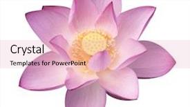  Presentation with lotus flower white water lily - PPT theme featuring efflorescence - lotus on isolated white background background and a lemonade colored foreground
