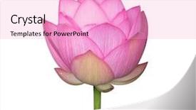  Presentation with white lotus flower - Cool new PPT layouts with efflorescence - lotus on isolated white background backdrop and a lemonade colored foreground