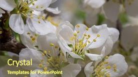  Presentation with abstract spring green - Cool new theme with efflorescence - spring cherry blossom background abstract backdrop and a violet colored foreground