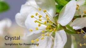  Presentation with abstract spring green - PPT layouts enhanced with efflorescence - spring cherry blossom background abstract background and a coral colored foreground