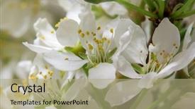  Presentation with abstract spring green - Beautiful theme featuring efflorescence - spring cherry blossom background abstract backdrop and a mint green colored foreground