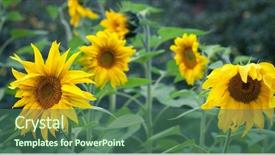 Presentation with oil production - Amazing slide set having efflorescence - sunflower oil production sunflower head backdrop and a ocean colored foreground