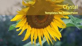  Presentation with oil production - Amazing presentation having efflorescence - sunflower oil production sunflower head backdrop and a tawny brown colored foreground