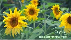 Presentation with oil production - PPT layouts enhanced with efflorescence - sunflowers in bloom bright yellow background and a ocean colored foreground