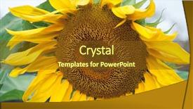  Presentation with oil production - Beautiful presentation theme featuring efflorescence - sunflowers in bloom bright yellow backdrop and a tawny brown colored foreground