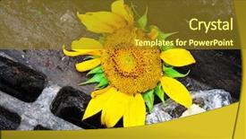  Presentation with homeless person sleep on sidewalk - Cool new PPT layouts with effluent - sunflower on a sidewalk backdrop and a  colored foreground