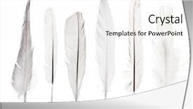  Presentation with set of sauces in white - Cool new presentation with effortless - set of six feathers isolated backdrop and a white colored foreground
