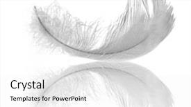  Presentation with feather - Presentation theme with effortless - white swan feather isolated background and a white colored foreground