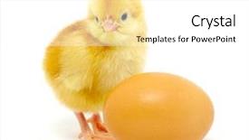  Presentation with chick - PPT theme having egg and chicken isolated background and a white colored foreground