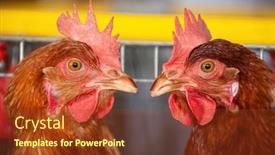  Presentation with farm - Amazing presentation design having egg-farm-with-red-hens backdrop and a tawny brown colored foreground