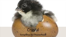  Presentation with 24 hours - Audience pleasing presentation theme consisting of egg from which he hatch backdrop and a coral colored foreground