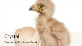  Presentation with old days - PPT theme featuring egg from which he hatch background and a lemonade colored foreground