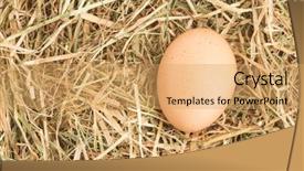  Presentation with straw - Audience pleasing slides consisting of egg nestled in straw nest backdrop and a  colored foreground