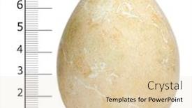  Presentation with egg - PPT layouts consisting of egg-of-african-penguin background and a lemonade colored foreground