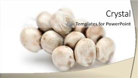  Presentation with moth - Audience pleasing PPT theme consisting of egg of giant peacock moth backdrop and a  colored foreground