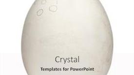  Presentation with egg - Beautiful slides featuring egg-of-griffon-vulture-gyps backdrop and a lemonade colored foreground