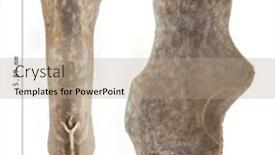  Presentation with insect - Slide deck enhanced with egg-of-stick-insect background and a  colored foreground