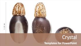  Presentation with bacteria - Cool new presentation design with egg of stick insects - bacteria backdrop and a coral colored foreground