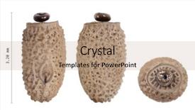  Presentation with egg - Presentation theme enhanced with egg of stick insects - lonchodes background and a coral colored foreground