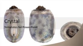  Presentation with insect - Beautiful presentation design featuring egg of stick insects - myronides backdrop and a light gray colored foreground