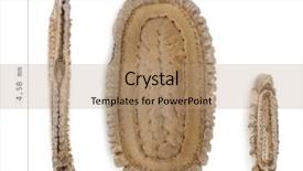  Presentation with egg - Amazing presentation having egg of stick insects - necrosciinae backdrop and a coral colored foreground