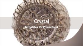  Presentation with audit stick figures - Beautiful presentation theme featuring egg of stick insects - orxines backdrop and a gray colored foreground