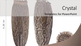  Presentation with egg - Slide set with egg of stick insects - orxines background and a light gray colored foreground