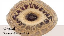  Presentation with plant insects - Audience pleasing PPT theme consisting of egg of stick insects - parapachymorpha backdrop and a coral colored foreground