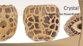  Presentation with egg - Cool new slide deck with egg of stick insects - parapachymorpha backdrop and a coral colored foreground