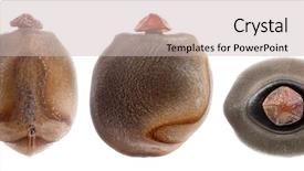  Presentation with insect - Amazing PPT theme having egg of stick insects - pharnacia backdrop and a soft green colored foreground