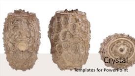  Presentation with insect - Beautiful presentation design featuring egg of stick insects - pseudophasma backdrop and a coral colored foreground