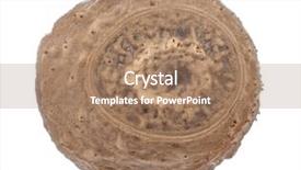  Presentation with egg - Audience pleasing slide set consisting of egg of stick insects - pseudosermyle backdrop and a coral colored foreground