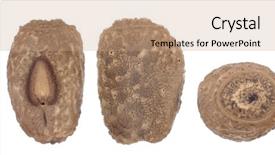  Presentation with insect - Cool new PPT theme with egg of stick insects - pseudosermyle backdrop and a coral colored foreground