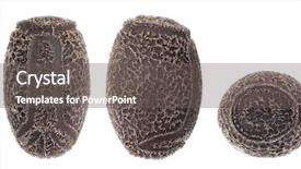  Presentation with plant insects - Presentation theme consisting of egg of stick insects - tisamenus background and a gray colored foreground