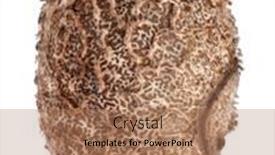  Presentation with egg - Audience pleasing slides consisting of egg-of-stick-insects-lamponius backdrop and a  colored foreground