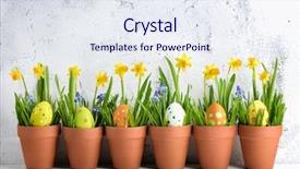  Presentation with daffodil - PPT layouts consisting of egg with grass and daffodil background and a sky blue colored foreground