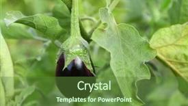  Presentation with vegetable garden - Slide set consisting of eggplant growing in the vegetable background and a tawny brown colored foreground