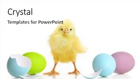  Presentation with cute - Theme with eggs and cute little chick background and a white colored foreground