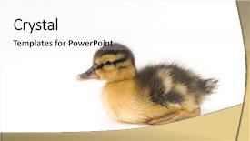  Presentation with convites baby - Beautiful presentation theme featuring eggs fall - baby duckling lying down backdrop and a white colored foreground
