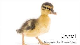  Presentation with baby jesus christmas rustic isolated - Presentation theme with eggs fall - baby duckling walking isolated background and a white colored foreground