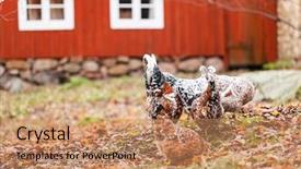  Presentation with farm - Amazing PPT theme having eggs fall - chickens on the farm backdrop and a coral colored foreground