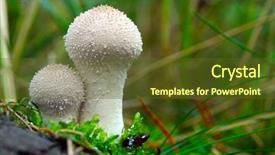  Presentation with devil - Slide set consisting of eggs fall - common puffball lycoperdon perlatum background and a tawny brown colored foreground