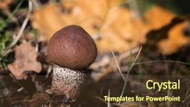  Presentation with mushroom - Amazing PPT layouts having eggs fall - young fruiting cep or penny backdrop and a  colored foreground