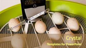  Presentation with incubator - PPT layouts having eggs in an incubator background and a  colored foreground