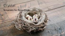  Presentation with bird eggs - Slide set with eggs-in-bird-nest background and a mint green colored foreground