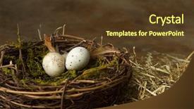  Presentation with bird eggs - Audience pleasing theme consisting of eggs lying in a nest backdrop and a tawny brown colored foreground