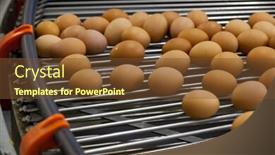  Presentation with production line - Beautiful presentation design featuring eggs production line backdrop and a tawny brown colored foreground